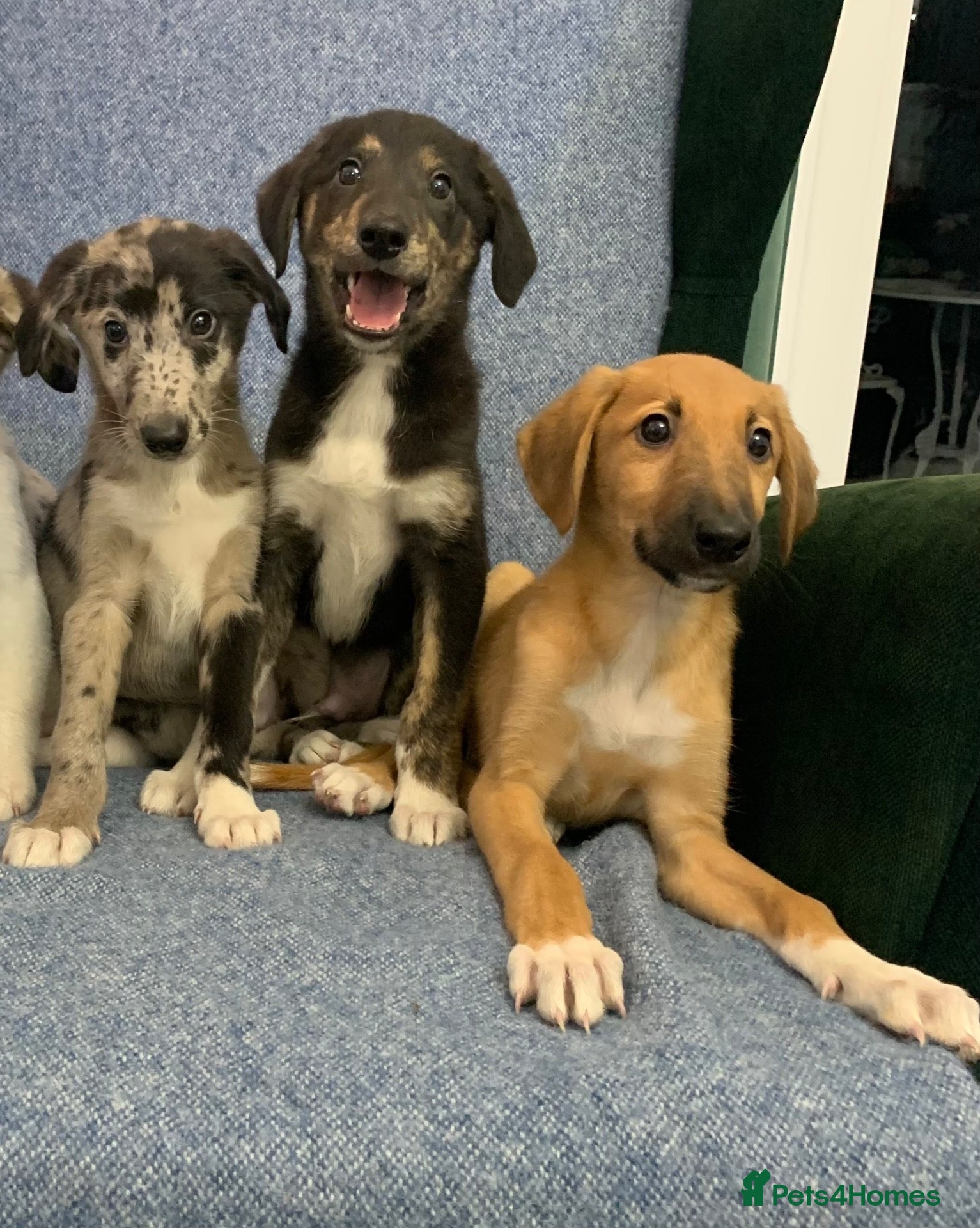 Mixed Breed dogs Blue Merle Border Collie x Lurcher Puppies  - Advert 16