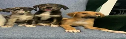 Mixed Breed dogs for sale: Blue Merle Border Collie x Lurcher Puppies  - Advert 2