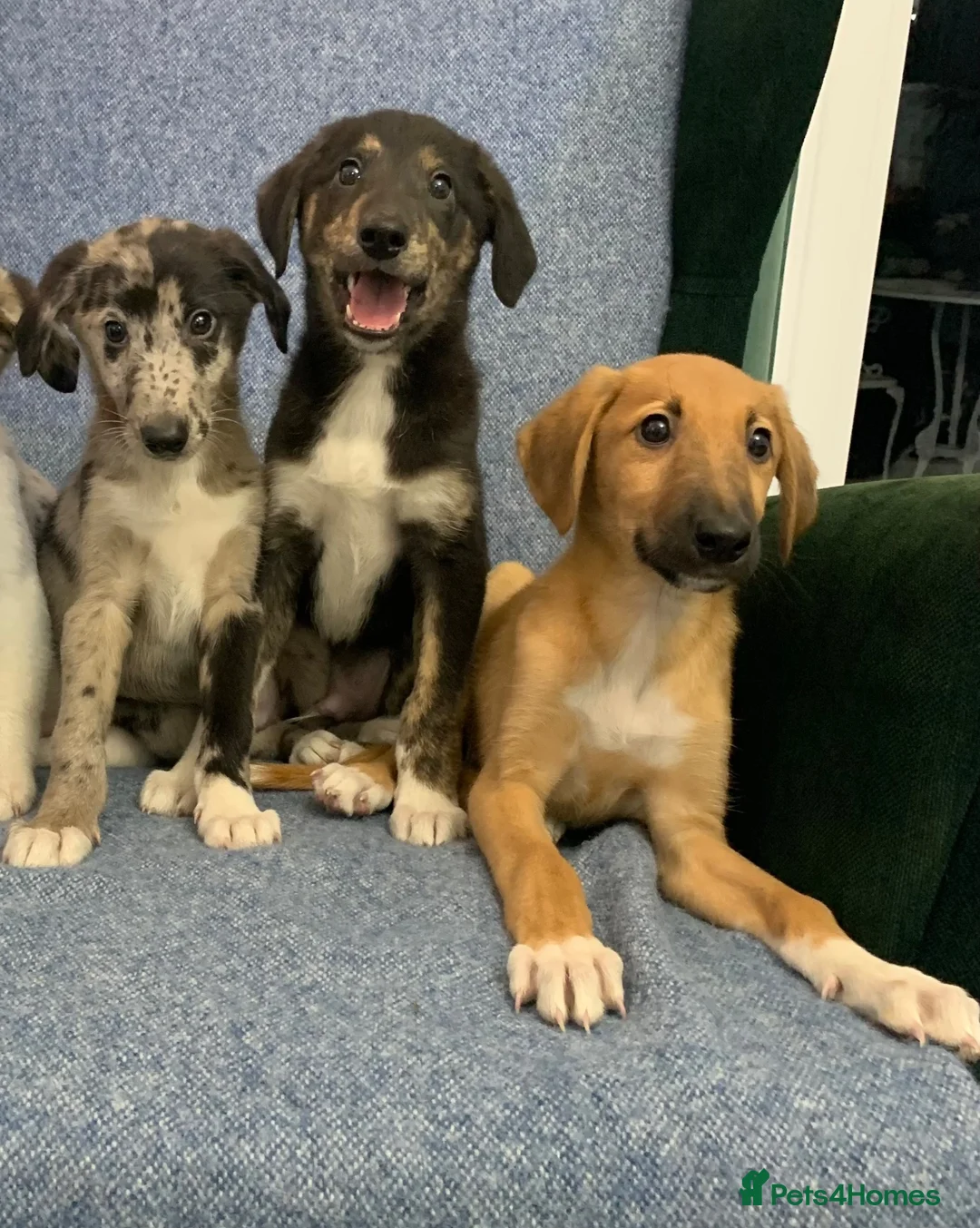 Mixed Breed dogs for sale: Blue Merle Border Collie x Lurcher Puppies  - Advert 2