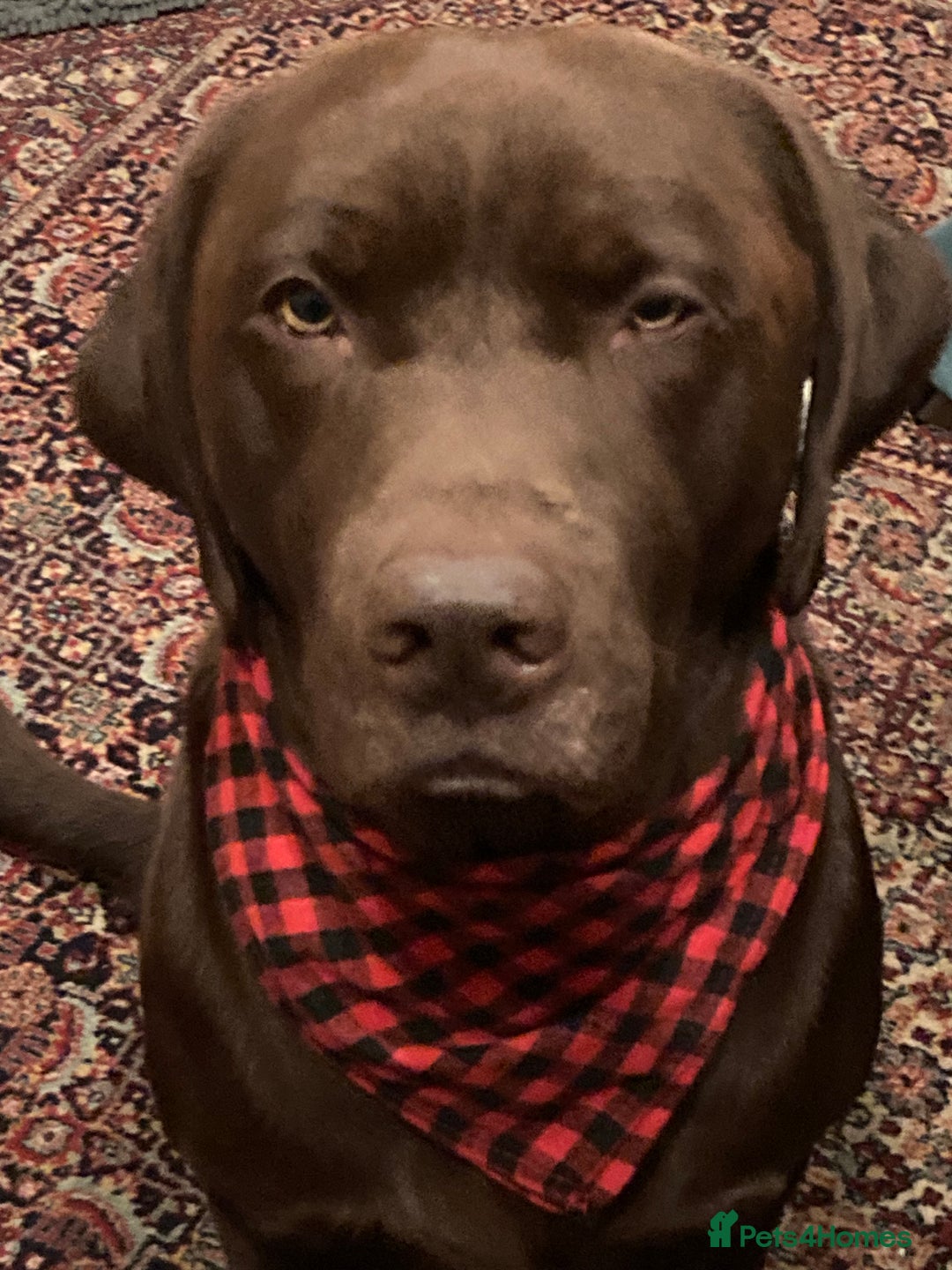 Labrador Retriever dogs for stud: KC registered chocolate Labrador proven stud - Advert 1