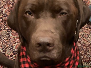Labrador Retriever dogs KC registered chocolate Labrador proven stud - Advert 3