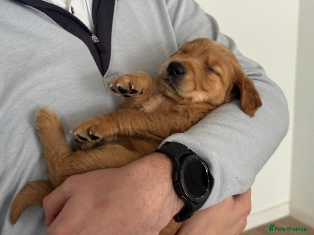 Golden Retriever dogs for sale: Working Line KC reg golden retriever puppies  - Advert 8