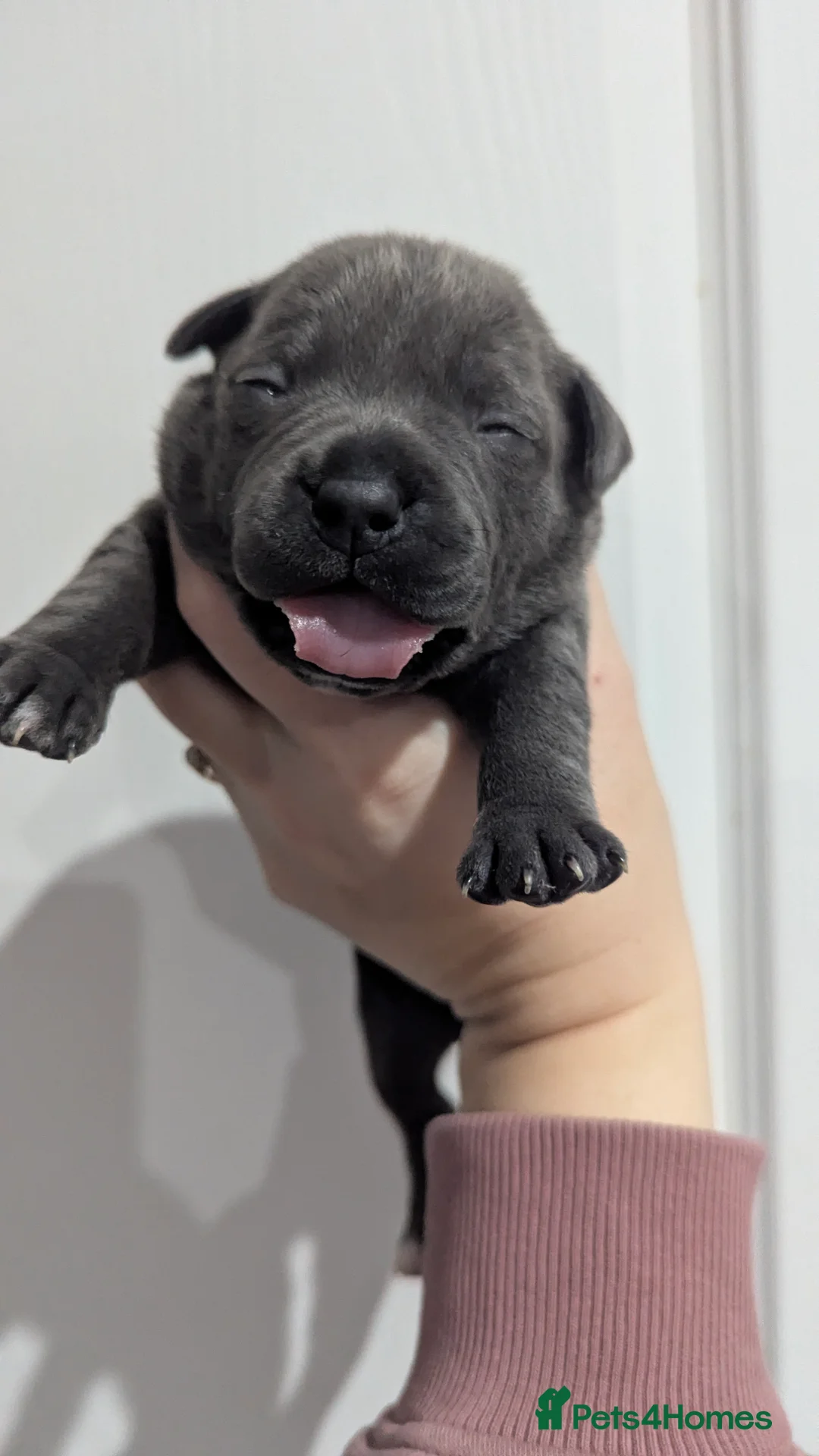 Staffordshire Bull Terrier dogs for sale: Beautiful KC reg Staffordshire bull terriers - Advert 20