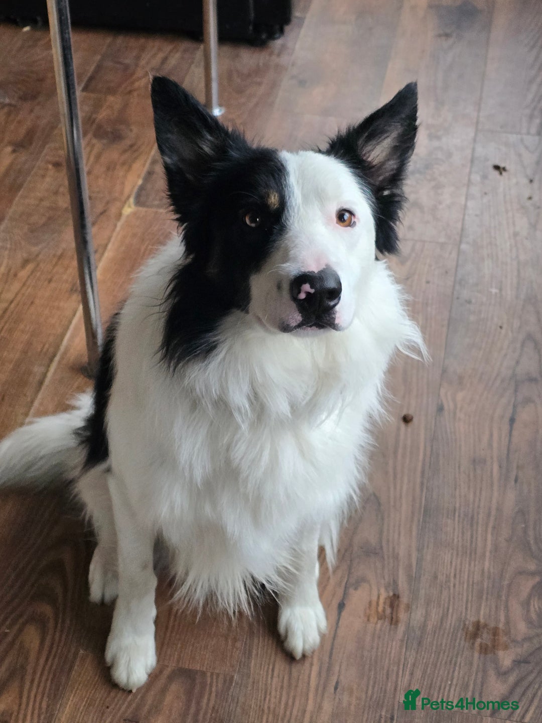 Border Collie dogs for sale: Border collie  - Advert 2