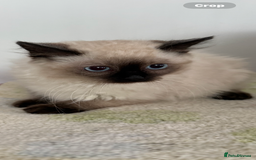 Ragdoll cats for sale: Ragdoll chocolate boy  - Image 4