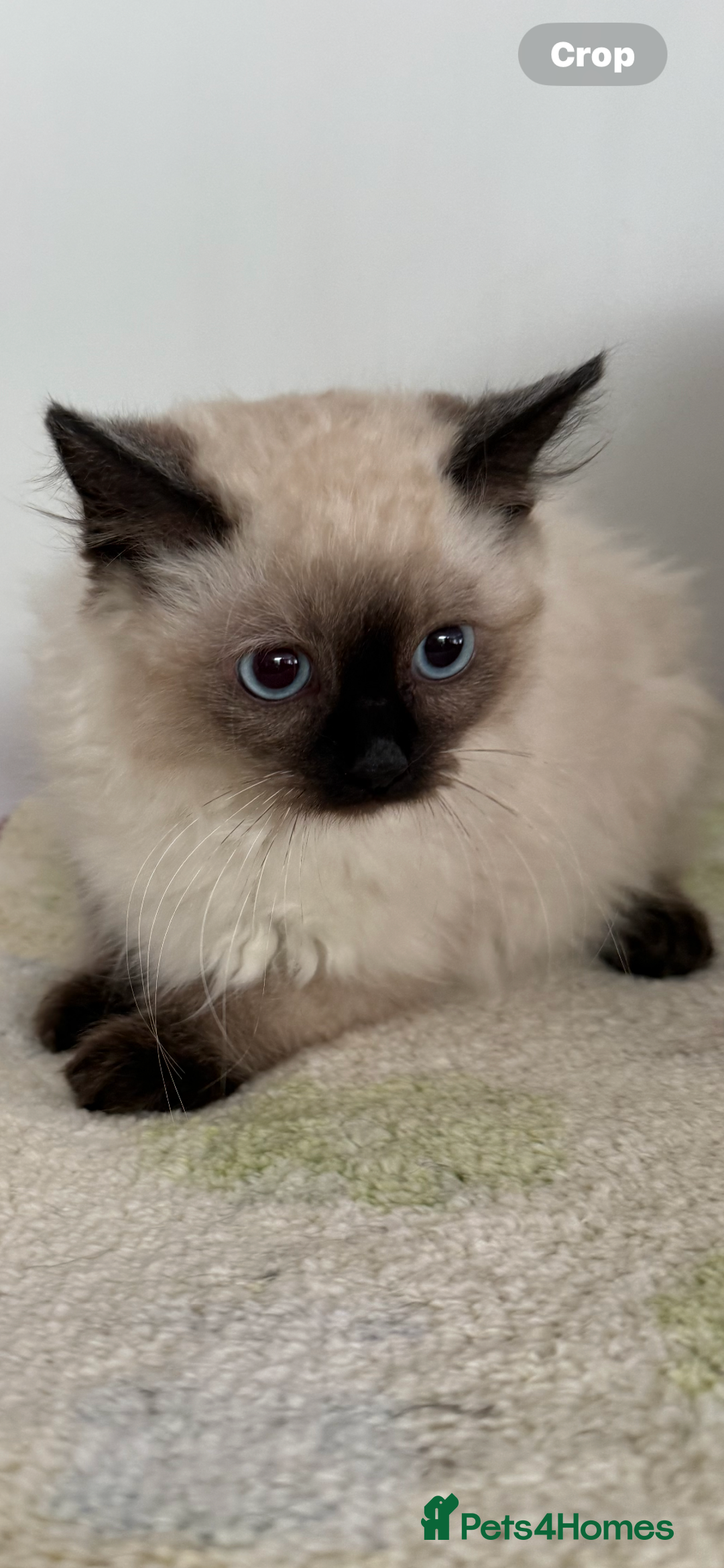 Ragdoll cats for sale: Ragdoll chocolate boy  - Image 4