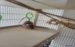 Rat rodents for sale: Mixed baby rats - males and females - Image 8