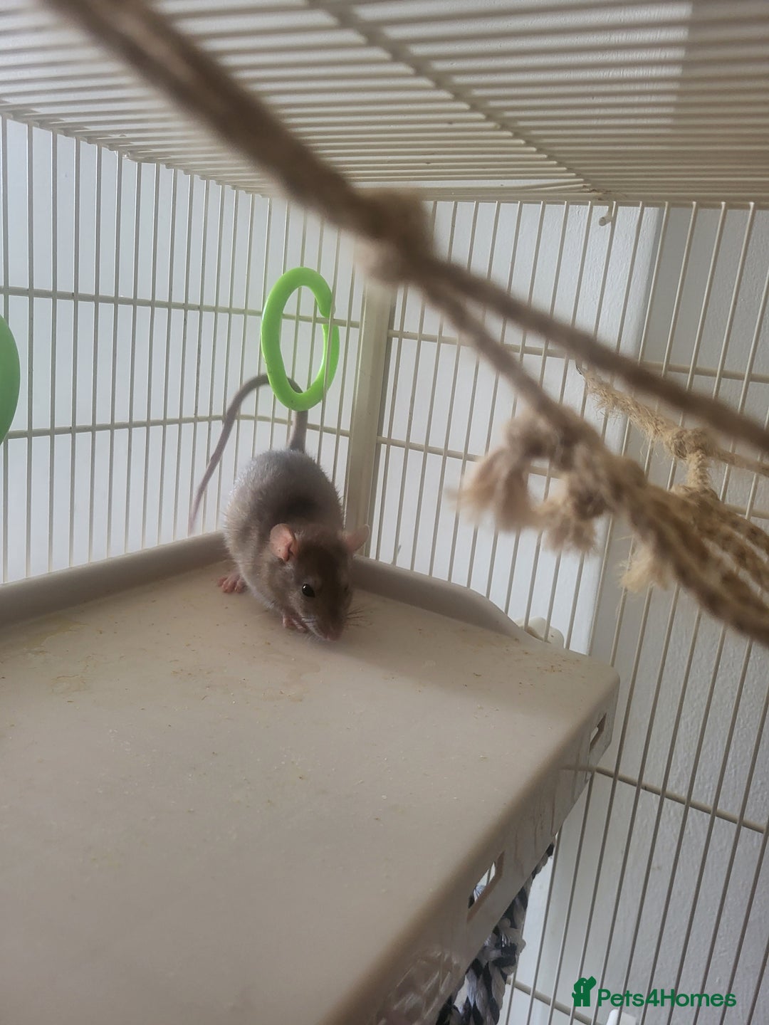 Rat rodents for sale: Mixed baby rats - males and females - Image 8