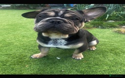 Mixed Breed dogs for sale:  Healthy Cavapoo x French Velvet Bulldog Puppies - Image 8