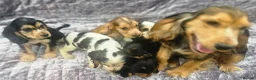 Cocker Spaniel dogs for sale: Show type cocker spaniel puppies stynning in Bolton - Advert 6