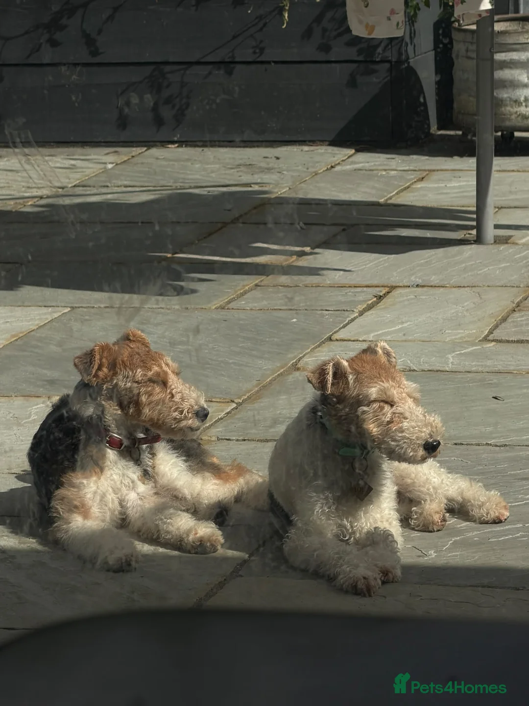 Fox Terrier dogs for sale: Wire fox terrier for sale  in Brentwood - Advert 2