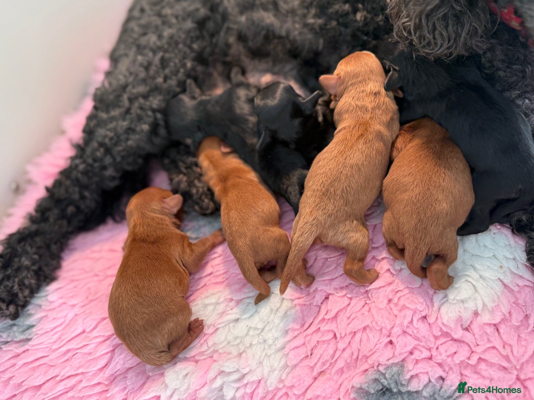 Cavapoo dogs for sale: 🧸teddy bear cavapoos 🧸 - Advert 4
