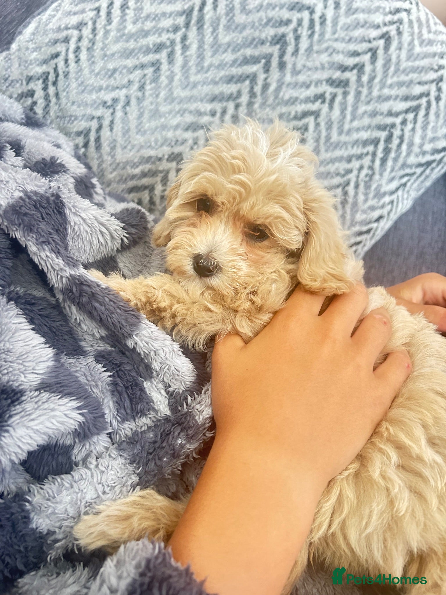 Maltipoo dogs MALTIPOOS!!! - Advert 1