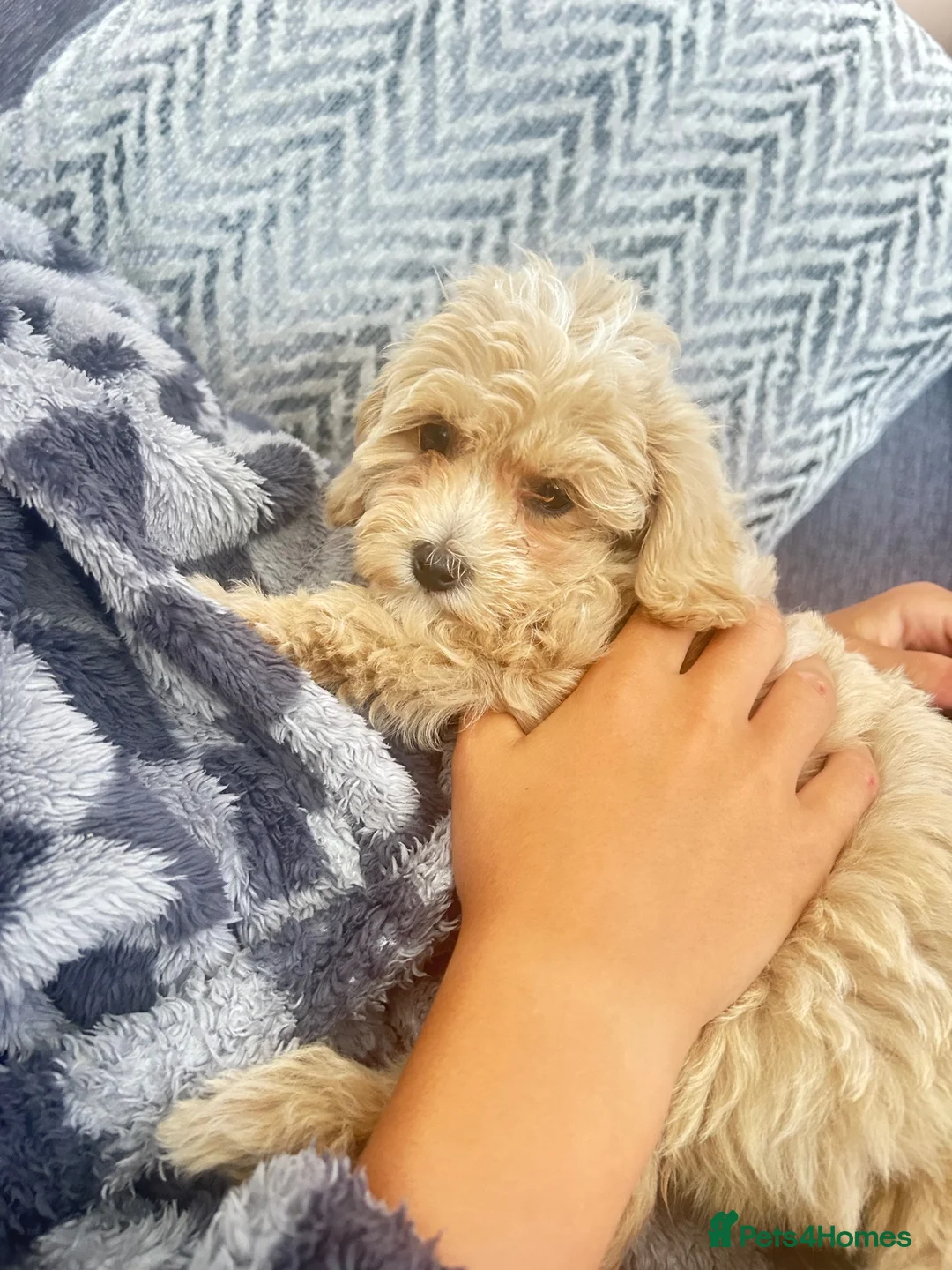 Maltipoo dogs for sale: MALTIPOOS!!! - Advert 1