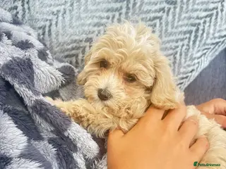 Maltipoo dogs MALTIPOOS!!! - Advert 1