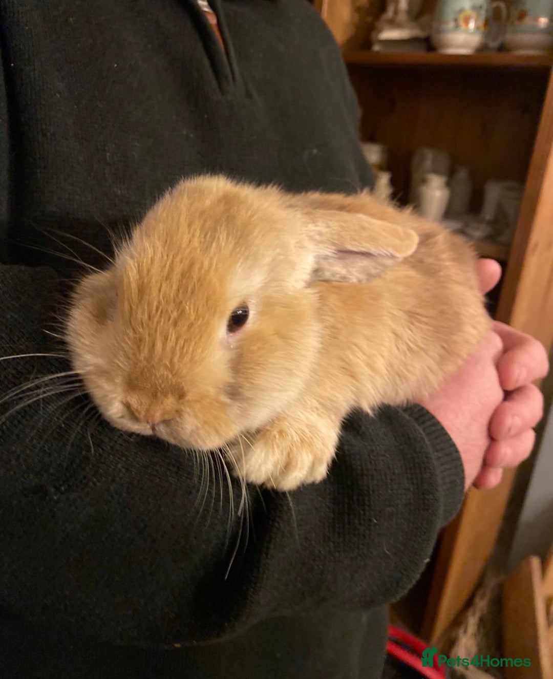 Mini Lop rabbits for sale: 1 harli mini lops males 14 weeks - Advert 2