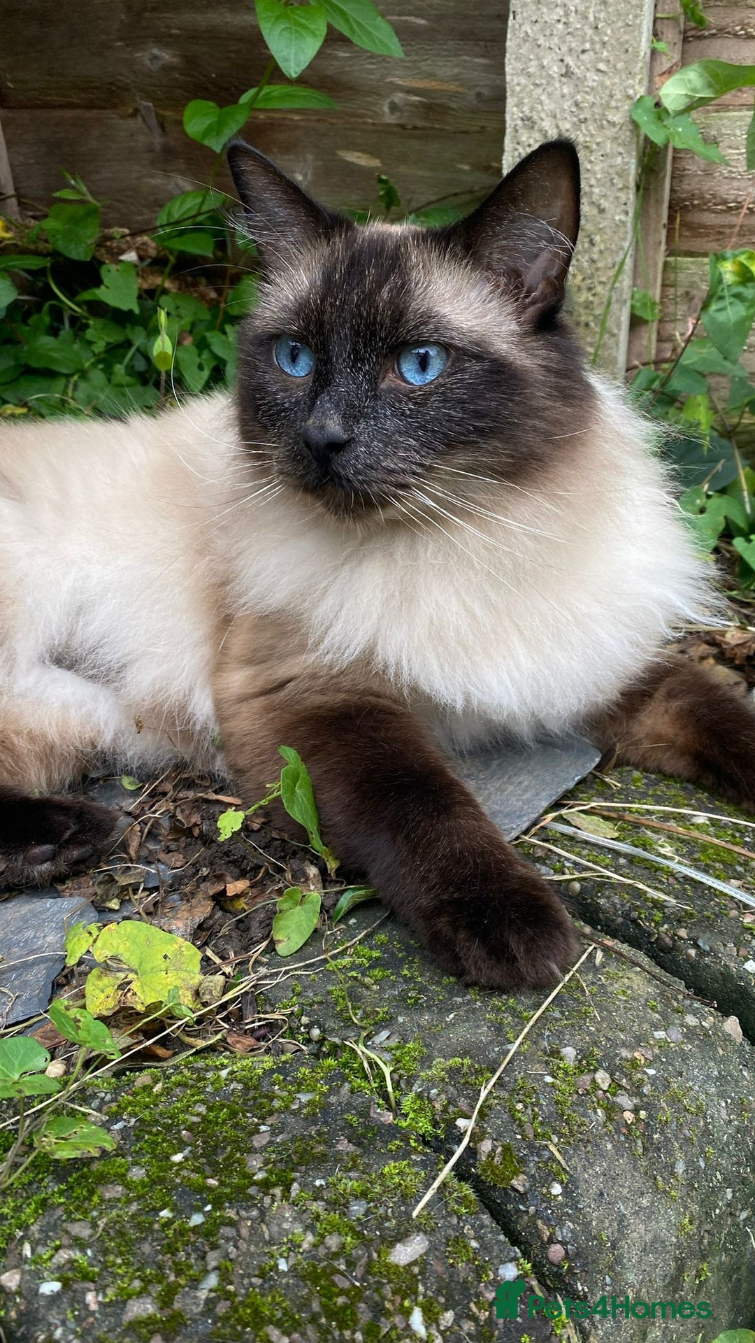 Ragdoll cats for sale: Sage - 4 year old Ragdoll - Advert 5