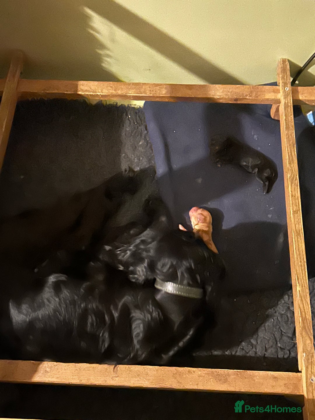 Cocker Spaniel dogs for sale: Male working cocker spaniel puppy kc reg - Image 8