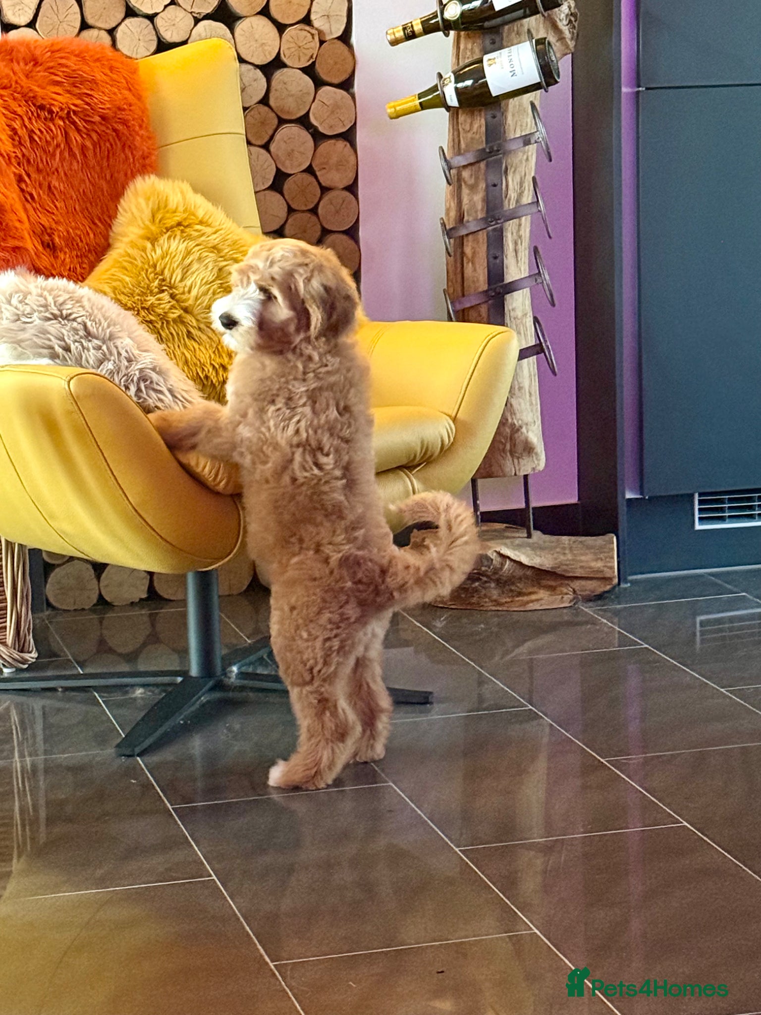 Australian Labradoodle dogs 1 PUP AVAILABLE  - Advert 1