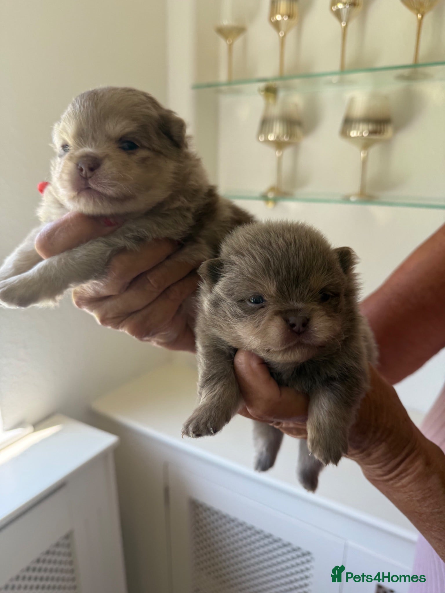 Pomeranian dogs Beautiful Pomeranian Puppies - Advert 1