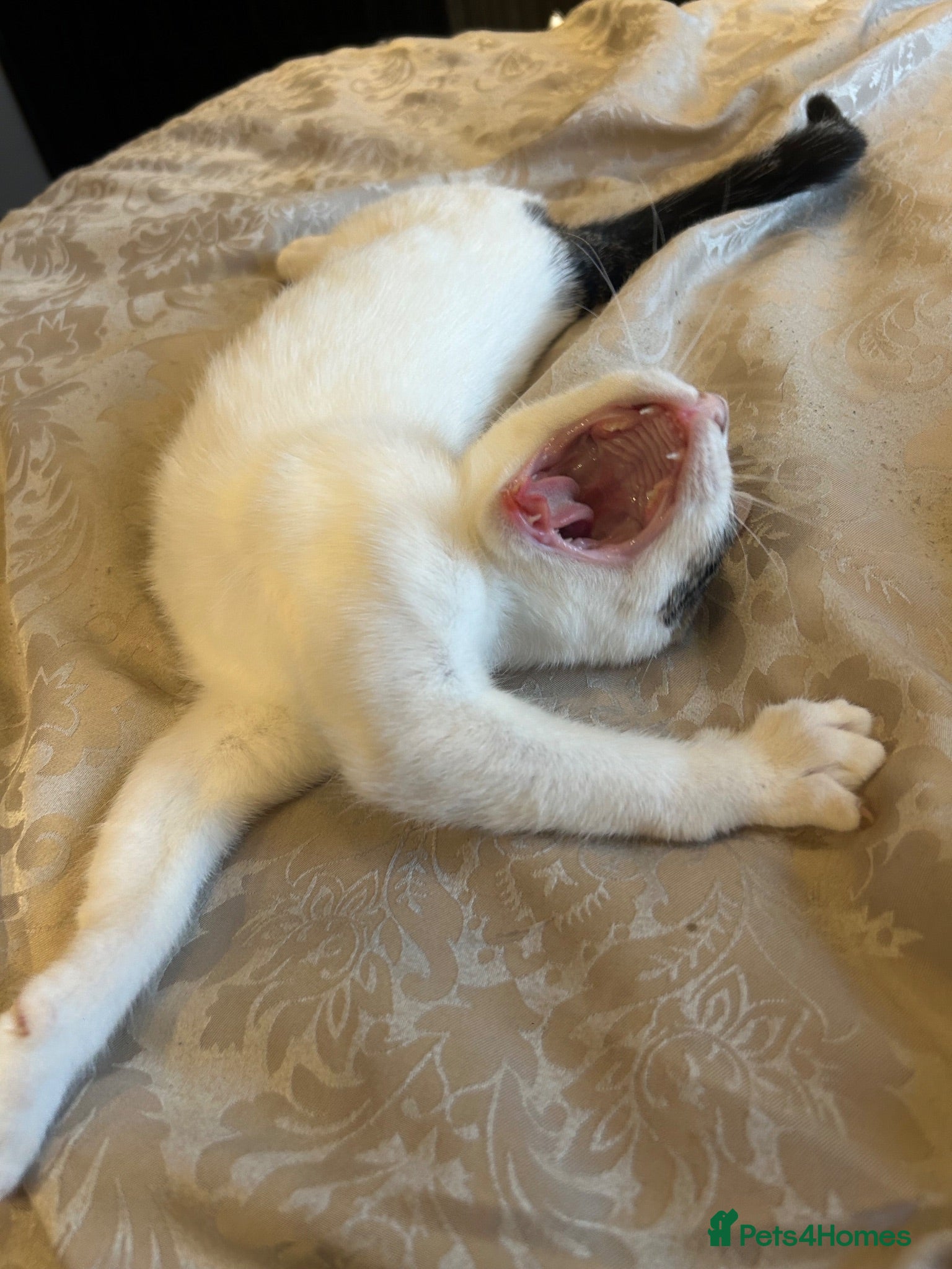 Domestic Shorthair cats Beautiful kittens 💖 - Advert 5