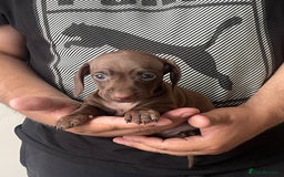 Miniature Dachshund dogs for sale: Adorable Miniature Dachshunds Puppies Ready Now - Image 3