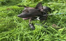 Mixed Breed dogs for sale: Coco canine  - Image 3
