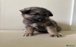 Mixed Breed dogs for sale: Alaskan Malamute x German Shepard Cross puppies - Image 4