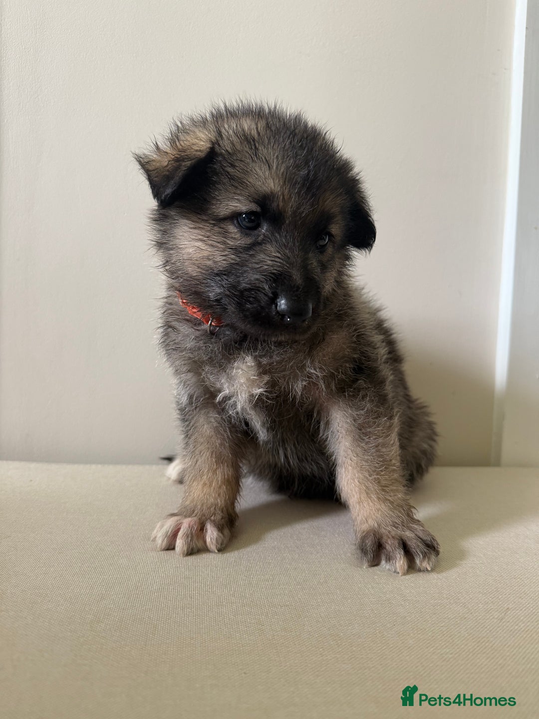 Mixed Breed dogs for sale: Alaskan Malamute x German Shepard Cross puppies - Image 4