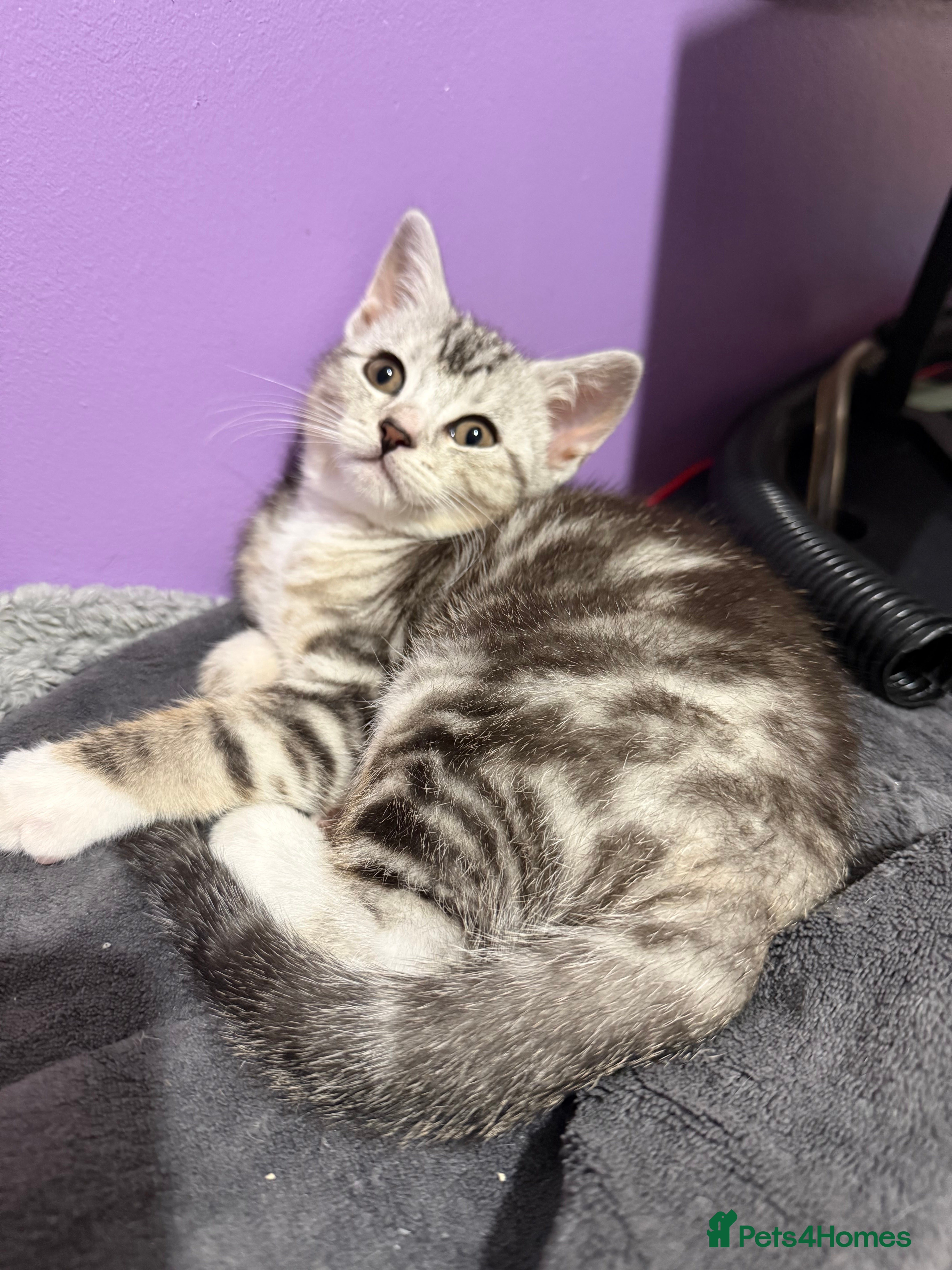 British Shorthair cats Beautiful British Shorthair Cross Kittens - Advert 12