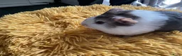 Guinea Pig rodents for sale: Georgeous Piggles - Advert 4