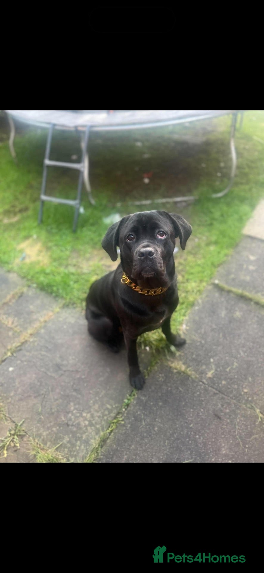 Cane Corso dogs Cane corso for rehoming  - Advert 4