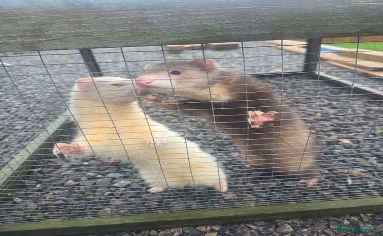 Ferret rodents 2 male ferrets  - Advert 1