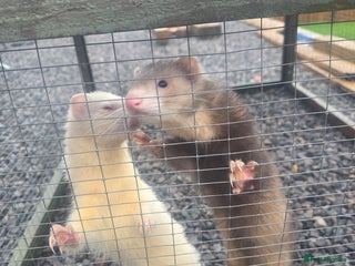 Ferret rodents for sale: 2 male ferrets - Advert 1