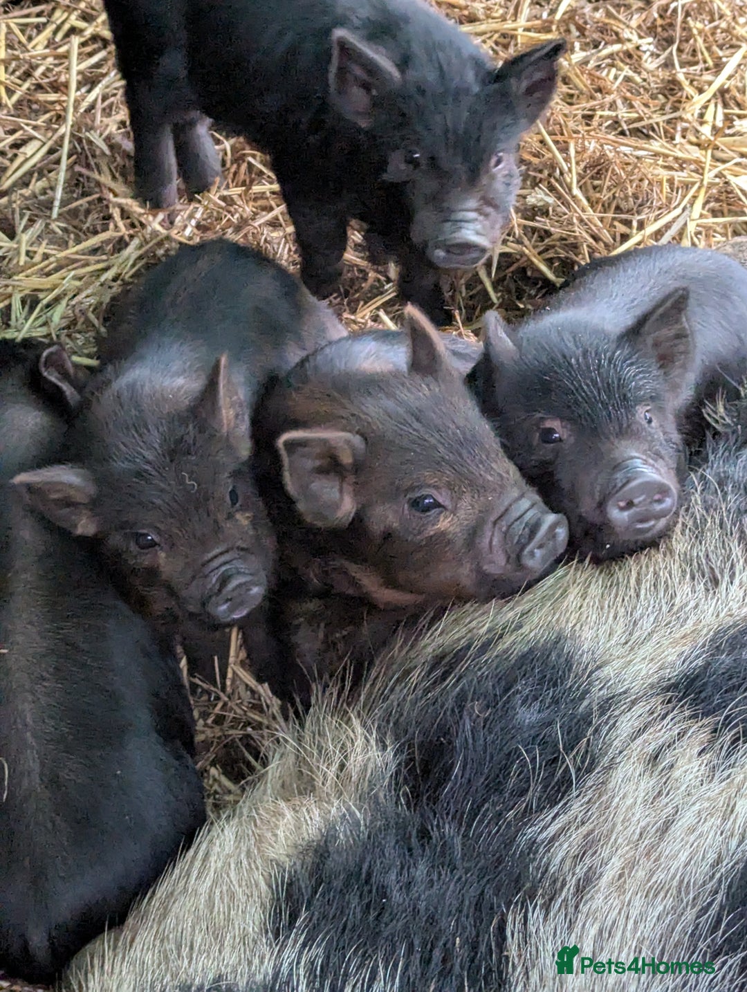Pig livestock for sale: Kune kune piglets. Girls and boys. - Advert 1