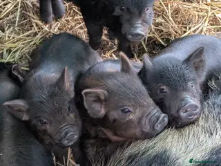 Pig livestock Kune kune piglets. Girls and boys. - Advert 8