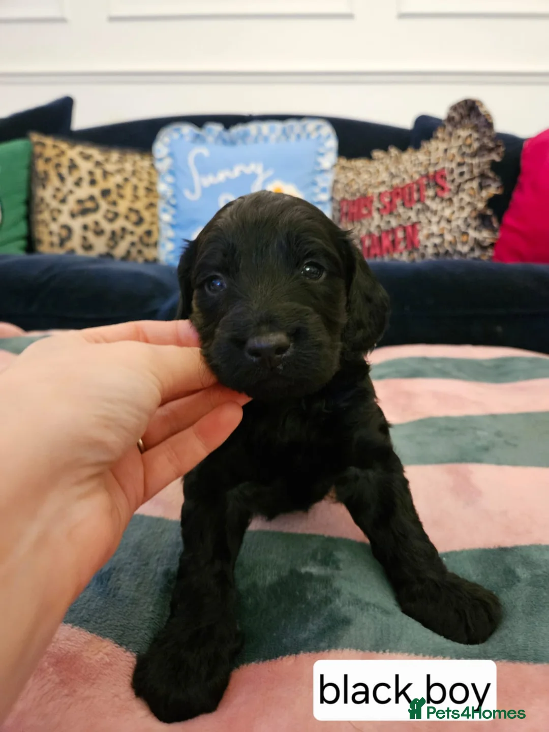 Sproodle dogs for sale: Sproodle puppies  - Advert 14