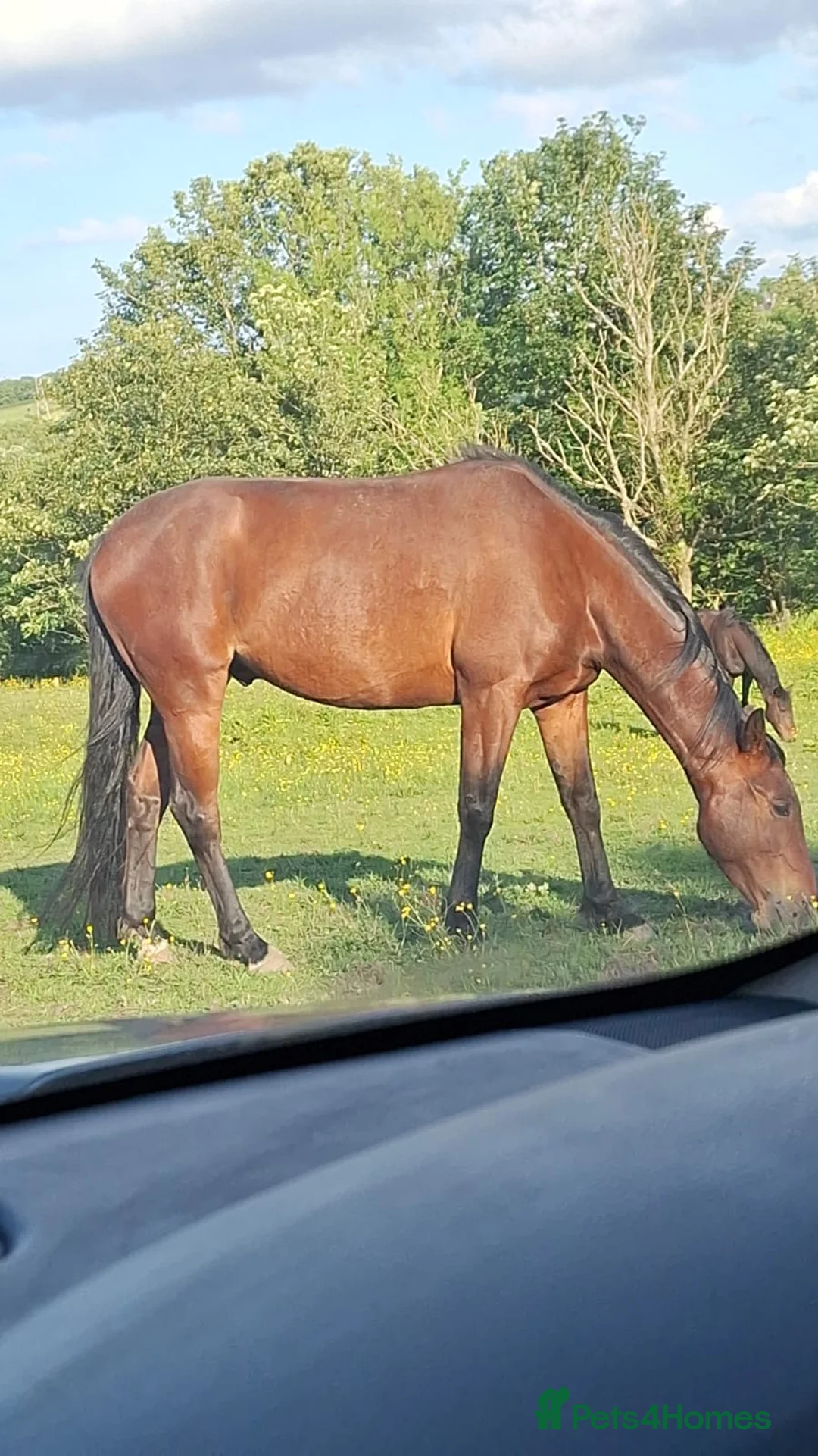 American Standardbred horses for sale: 15.2hh | 6 years old | Gelding  in Dunfermline - Advert 3