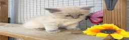Ragdoll cats for sale: Mink ragdoll kittens full breed - Advert 15