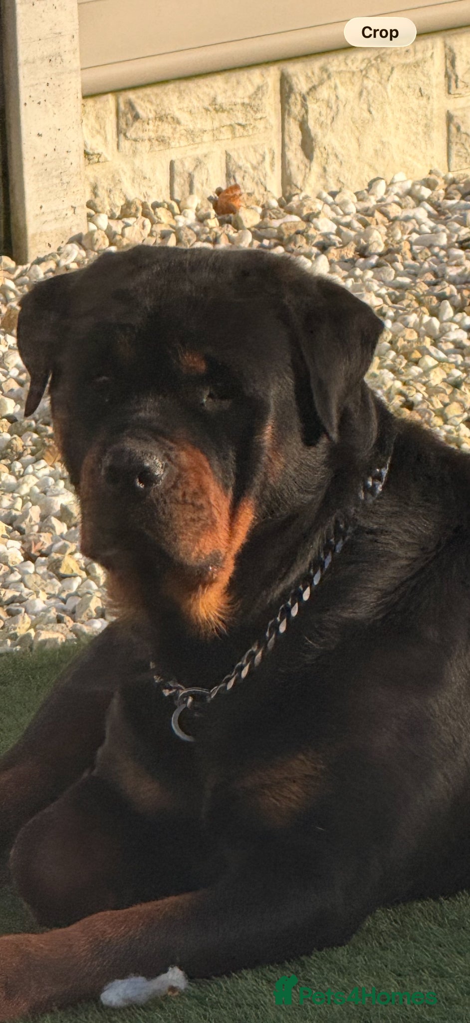 Rottweiler dogs for sale: Traditional type  KC Registered Rottweiler pups  - Advert 1