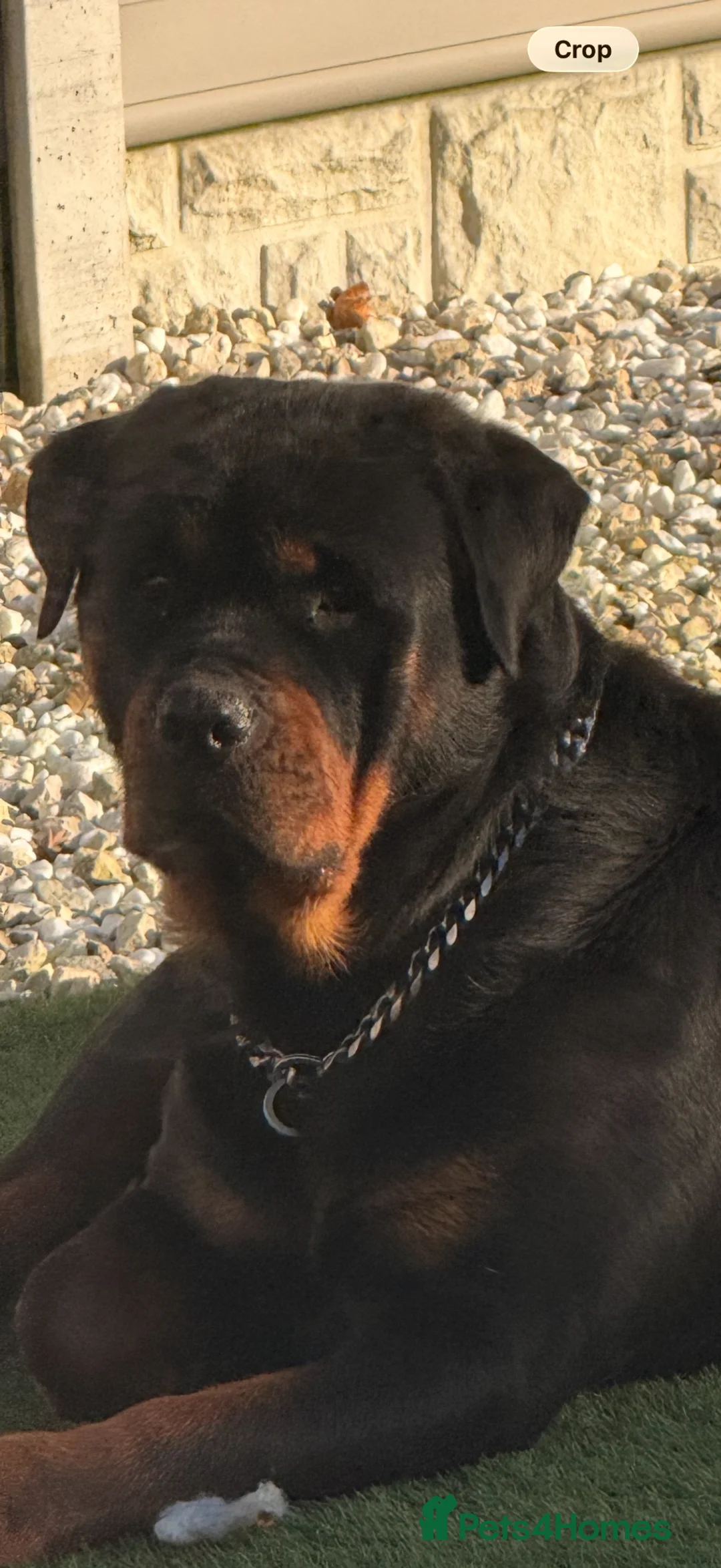 Rottweiler dogs for sale: Traditional type  KC Registered Rottweiler pups  - Advert 1
