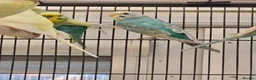 Budgerigars birds for sale: Young budgies for sale.  - Advert 2