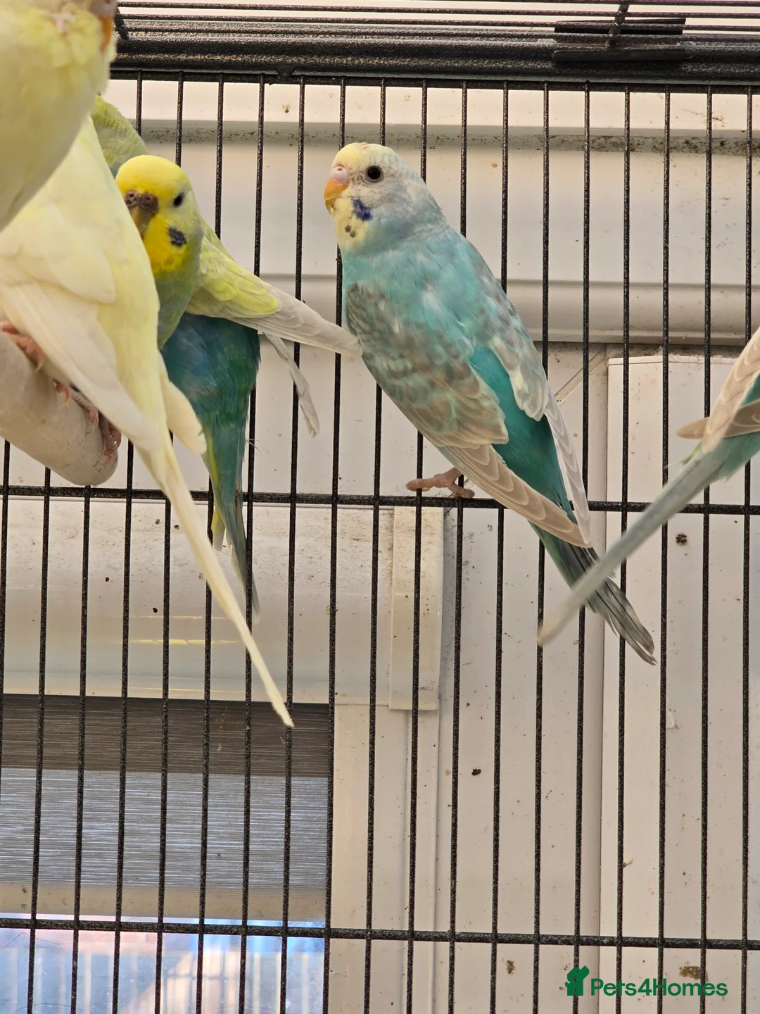 Budgerigars birds for sale: Young budgies for sale.  - Advert 2