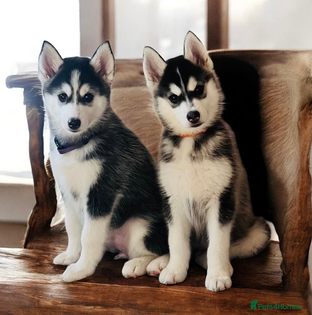 Pomsky dogs for sale:  Beautiful F2b Pomsky Puppies – Health Tested - Image 2
