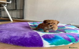 Maltipoo dogs for sale: So adorable and Tiny F1 Korean Maltipoo - Image 24