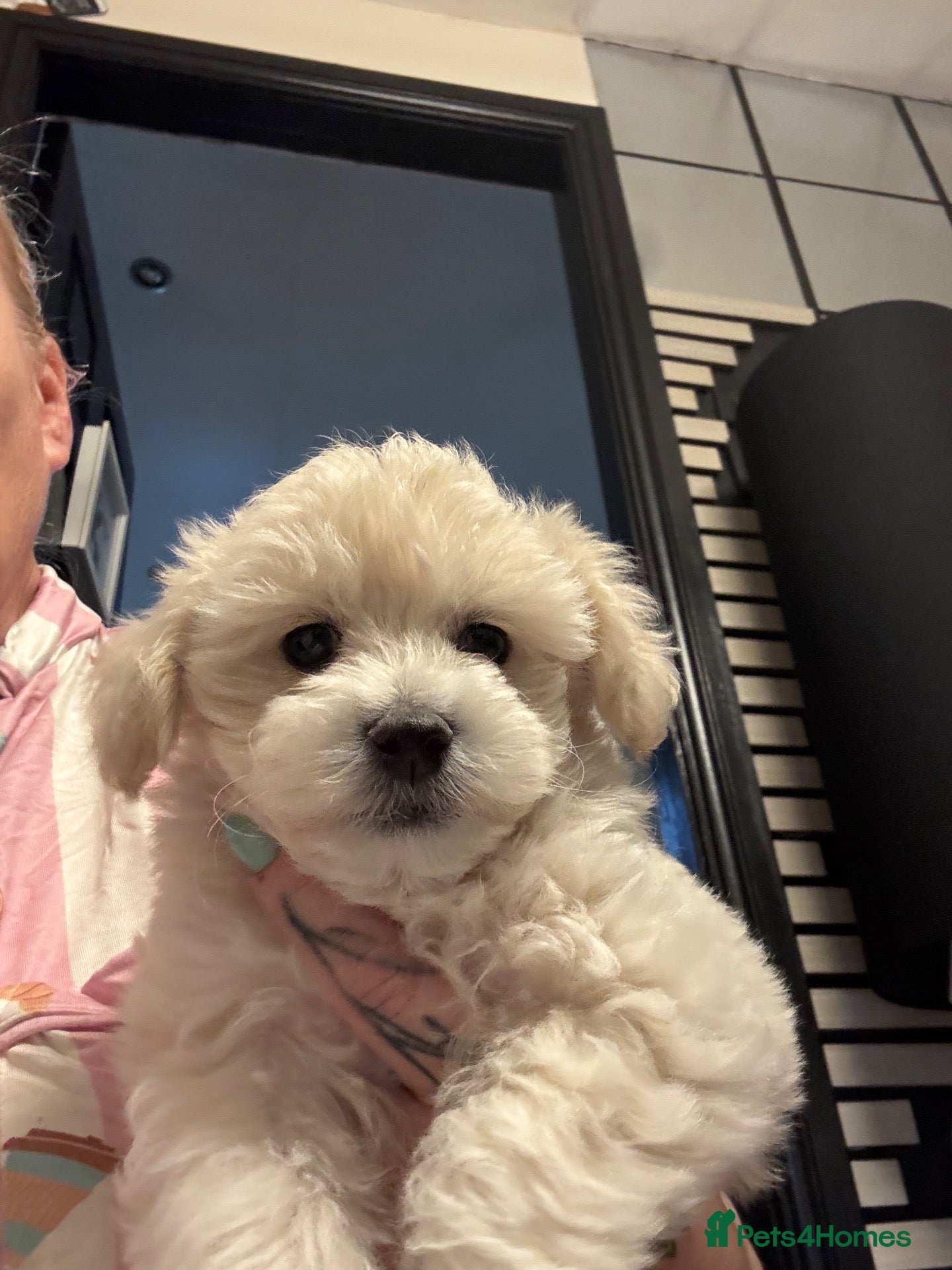 Maltipoo dogs Teddy bear maltipoo puppies  - Advert 1