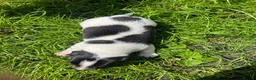 Jack Russell dogs for sale: Jack Russell Terrier 4 pedigree puppies in Newcastle upon Tyne - Advert 11