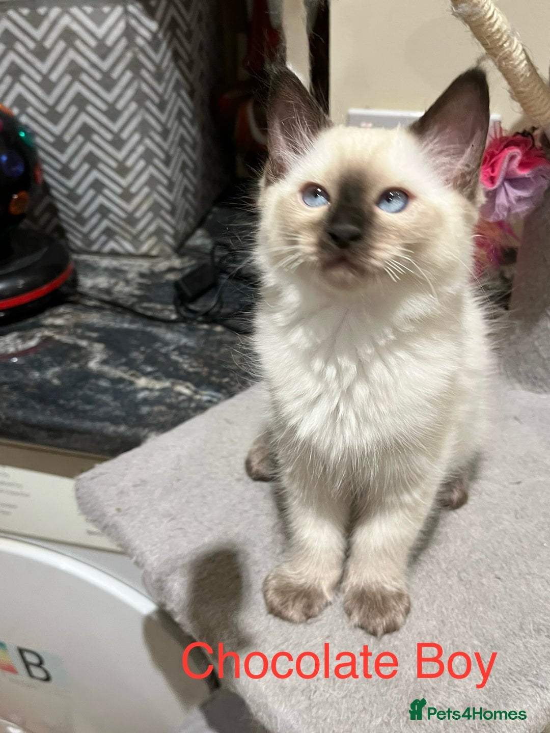 Ragdoll cats for sale: ❗️Charming Pure Ragdoll Kittens waiting love ❤️❗️ - Advert 39