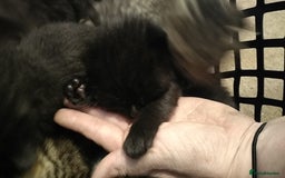 Domestic Shorthair cats for sale: Kittens looking for forever homes  - Image 2