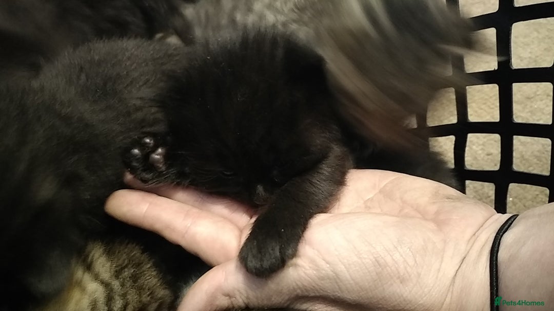Domestic Shorthair cats for sale: Kittens looking for forever homes  - Image 2